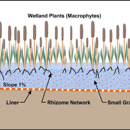 Plants Show Promise in Fighting Superbugs in Wastewater