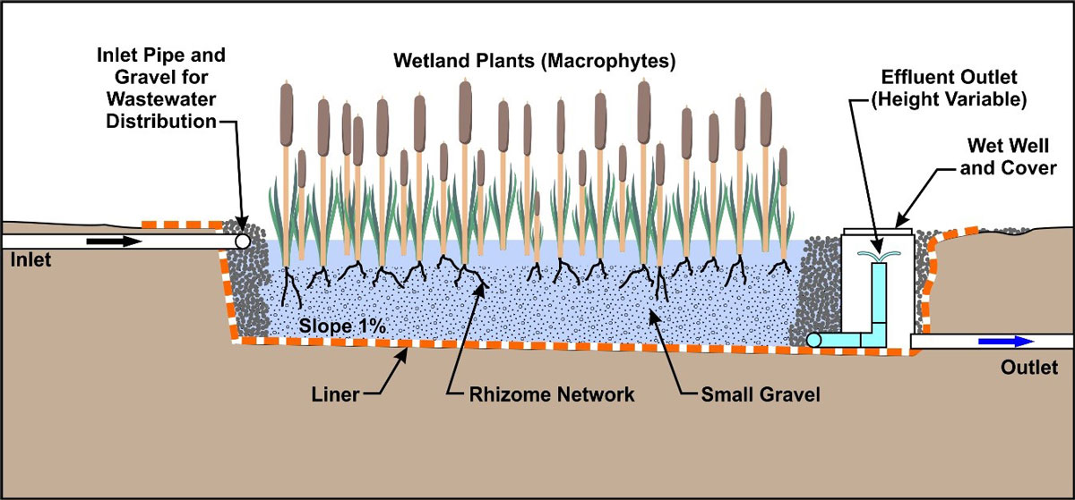 Preview Plants Show Promise in Fighting Superbugs in Wastewater