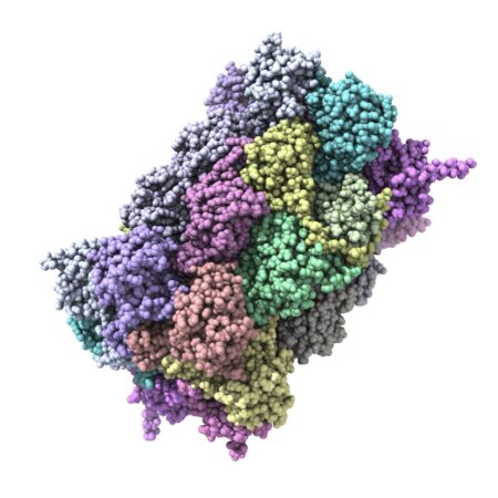 Study Reveals Eggs’ Potential to Halve Alzheimer’s Risk