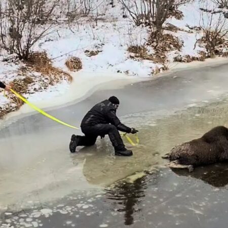 Rescue Operation Set for Stranded Moose in Istra Reservoir