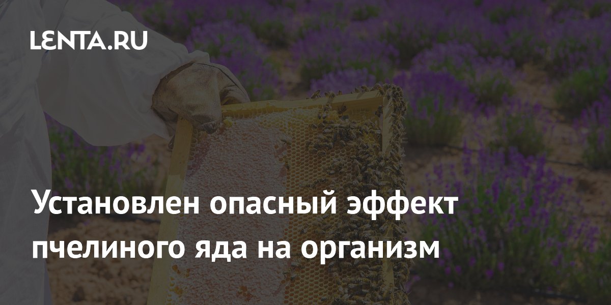 Preview Установлен опасный эффект пчелиного яда на организм