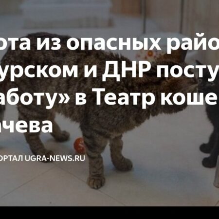 Трое котов из зоны СВО приняты в Театр кошек Куклачева