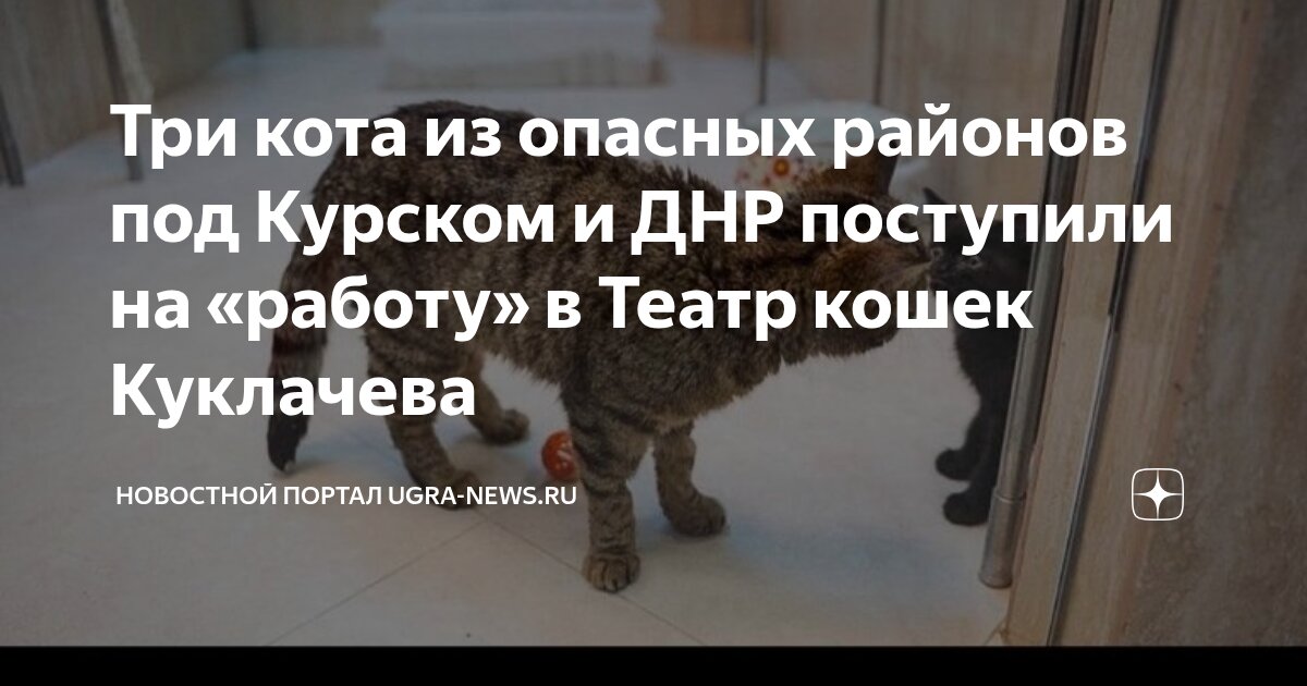 Preview Трое котов из зоны СВО приняты в Театр кошек Куклачева