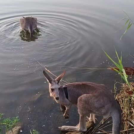 Kangaroo Sydney, Once an Escape Artist, Now a Swimmer