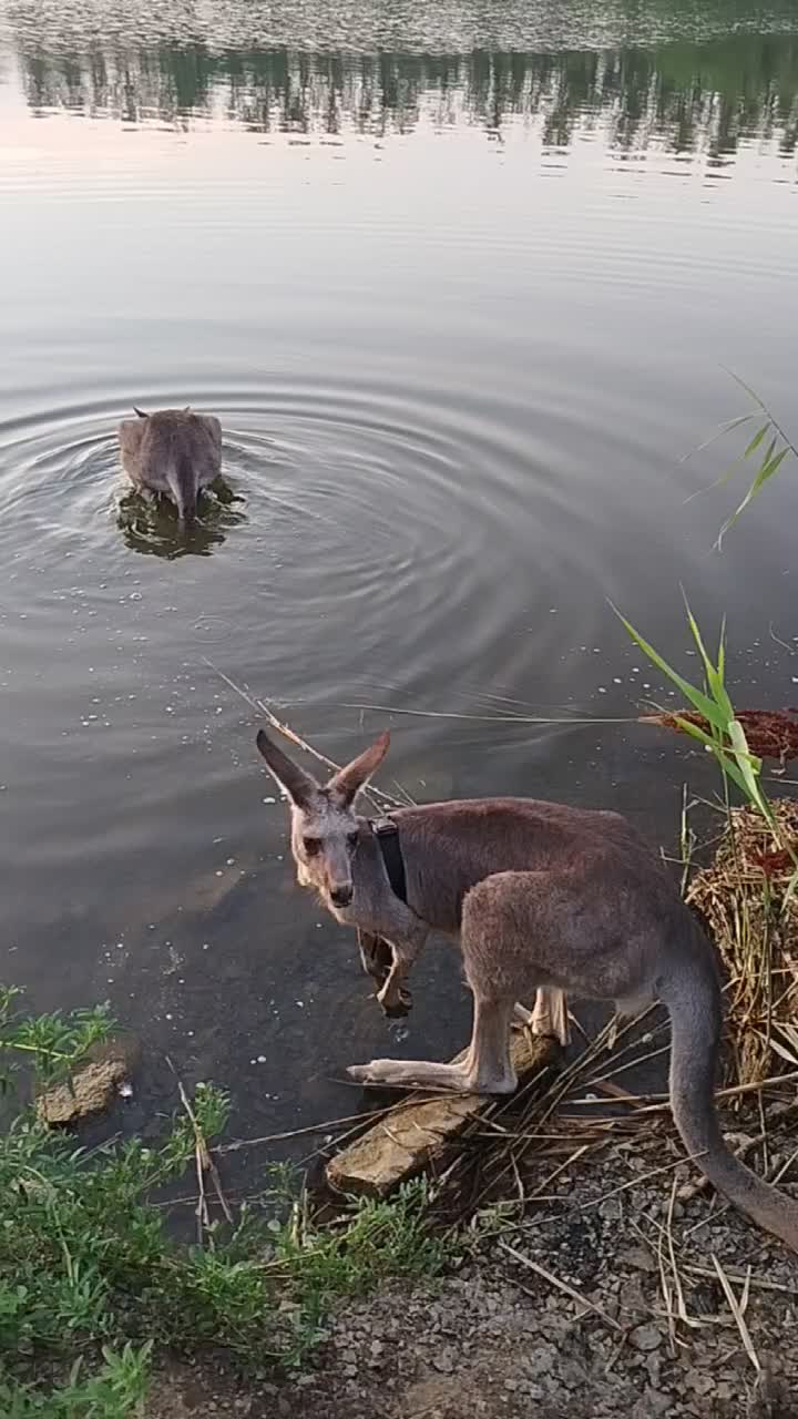 Preview Kangaroo Sydney, Once an Escape Artist, Now a Swimmer