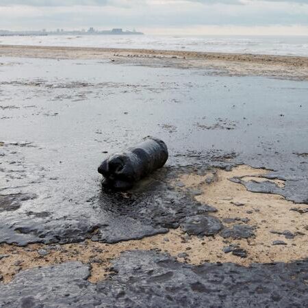 Sochi Mayor Proshunin Reports No Fuel Oil on Coastline or in Sea