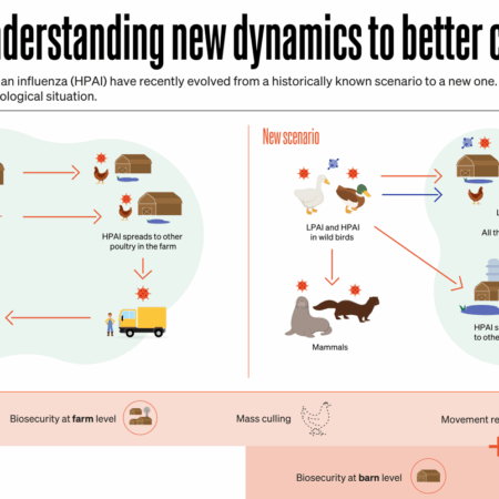 Flies Identified as Potential Carriers of Avian Influenza