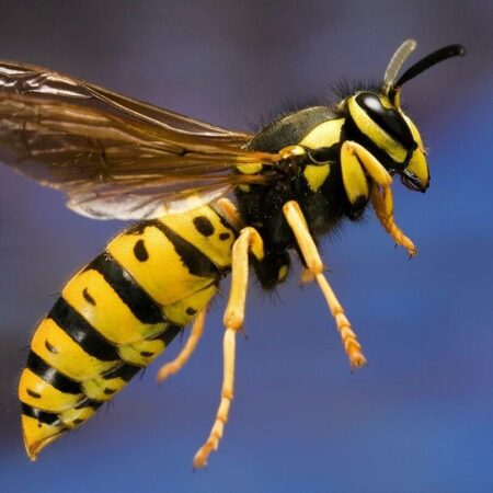 Expert Reveals Serious Risks of Swallowing a Wasp
