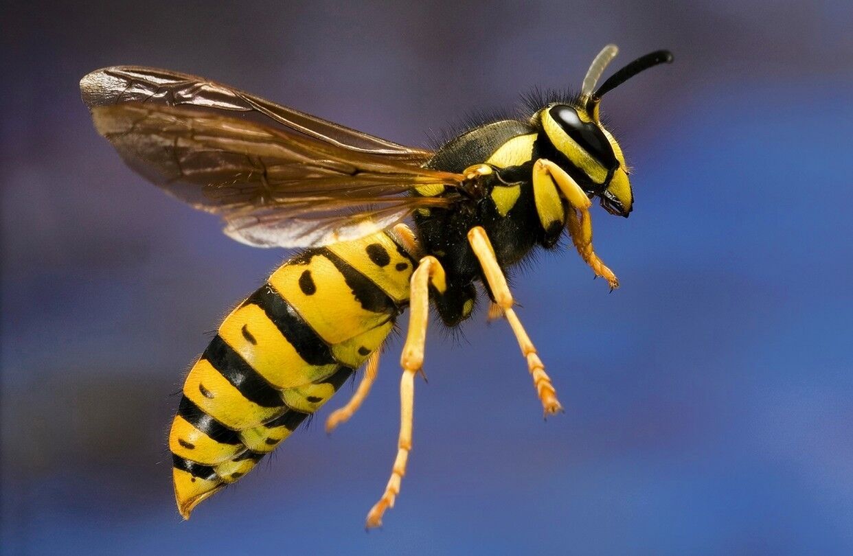 Preview Expert Reveals Serious Risks of Swallowing a Wasp