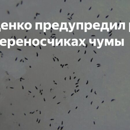 Геннадий Онищенко предупреждает о переносчиках чумы
