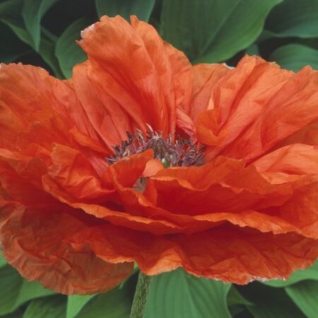 Gardeners Warned: Cultivating Certain Poppy Varieties Can Lead to Prison Time