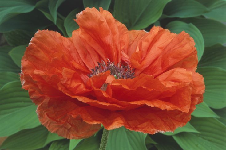 Preview Gardeners Warned: Cultivating Certain Poppy Varieties Can Lead to Prison Time