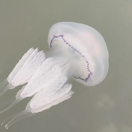 A Solution to the Azov Sea Jellyfish Influx