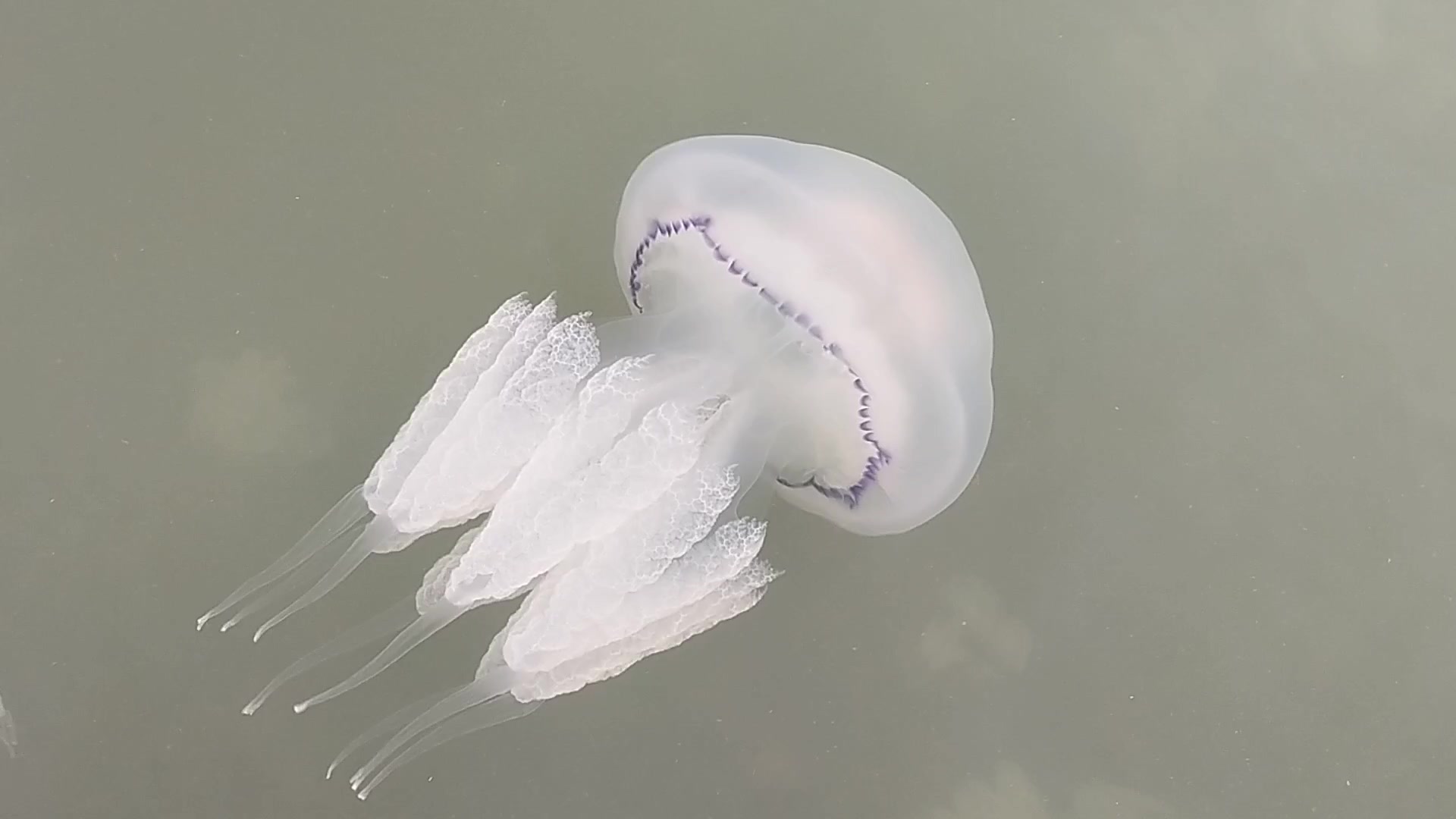 Preview A Solution to the Azov Sea Jellyfish Influx