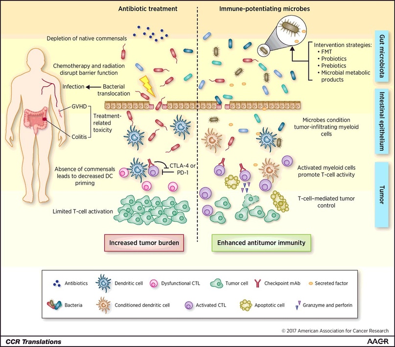 Preview Unexpected Harm of Carbonated Drinks: Impact on Immunity via Microbiome