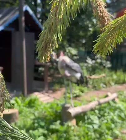 African Marabou Storks Laura and Rafael Join Leningrad Zoo Collection