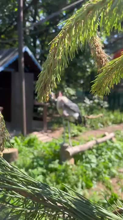 Preview African Marabou Storks Laura and Rafael Join Leningrad Zoo Collection