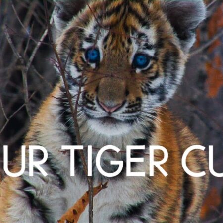 Playful Amur Tiger Cubs Captured on Video in Primorye