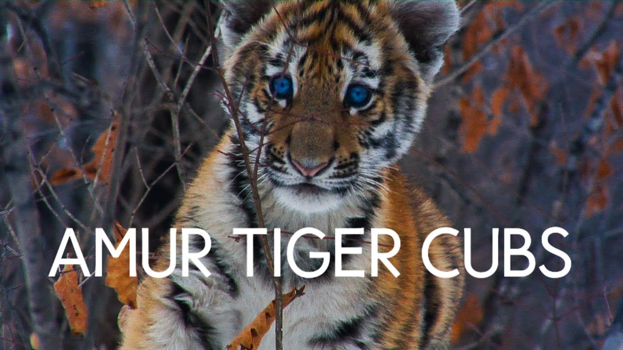 Preview Playful Amur Tiger Cubs Captured on Video in Primorye