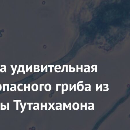 Раскрыт потенциал опасного гриба из гробницы Тутанхамона в борьбе с раком