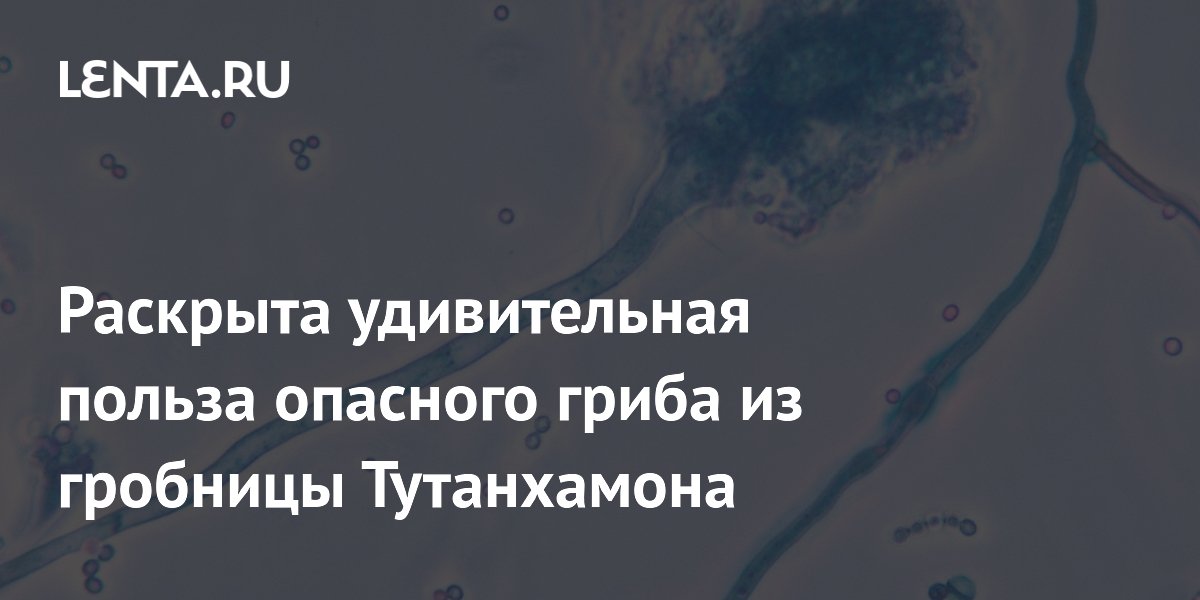 Preview Раскрыт потенциал опасного гриба из гробницы Тутанхамона в борьбе с раком