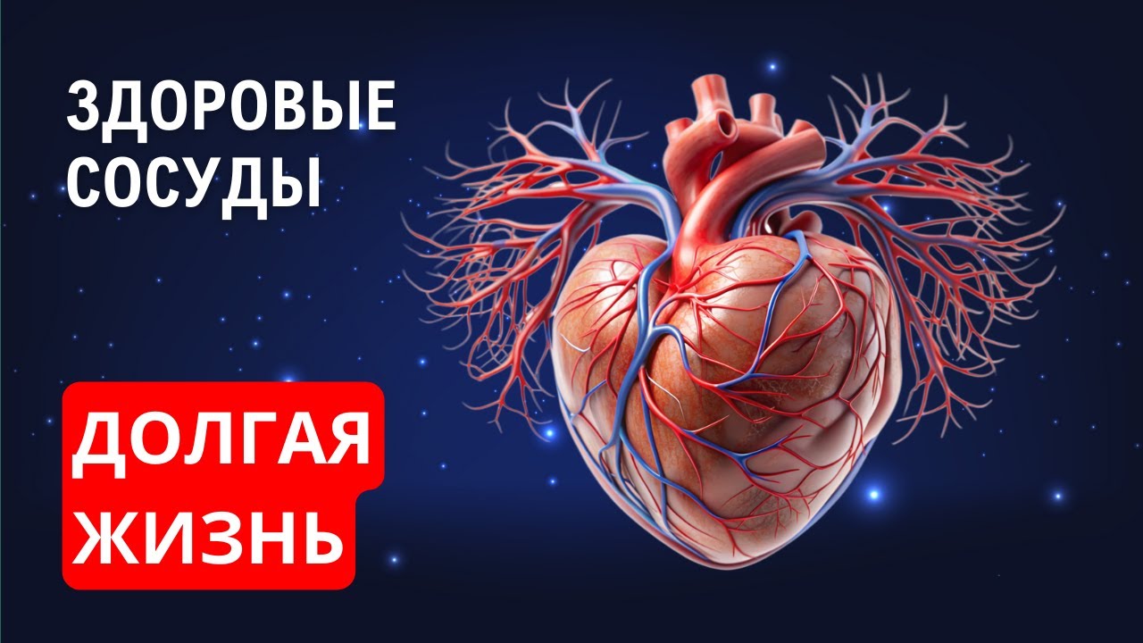 Preview Простой путь к здоровым сосудам: Открытия недавних исследований