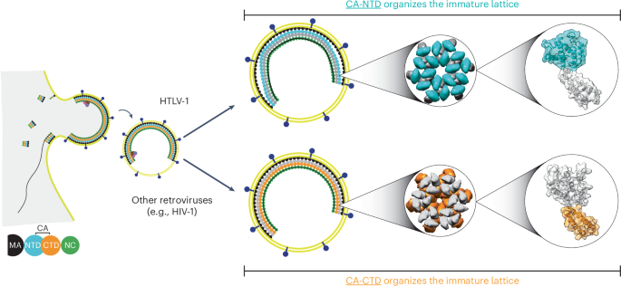 Preview Groundbreaking Discovery: Scientists Find Way to Prevent Dangerous HTLV-1 Virus