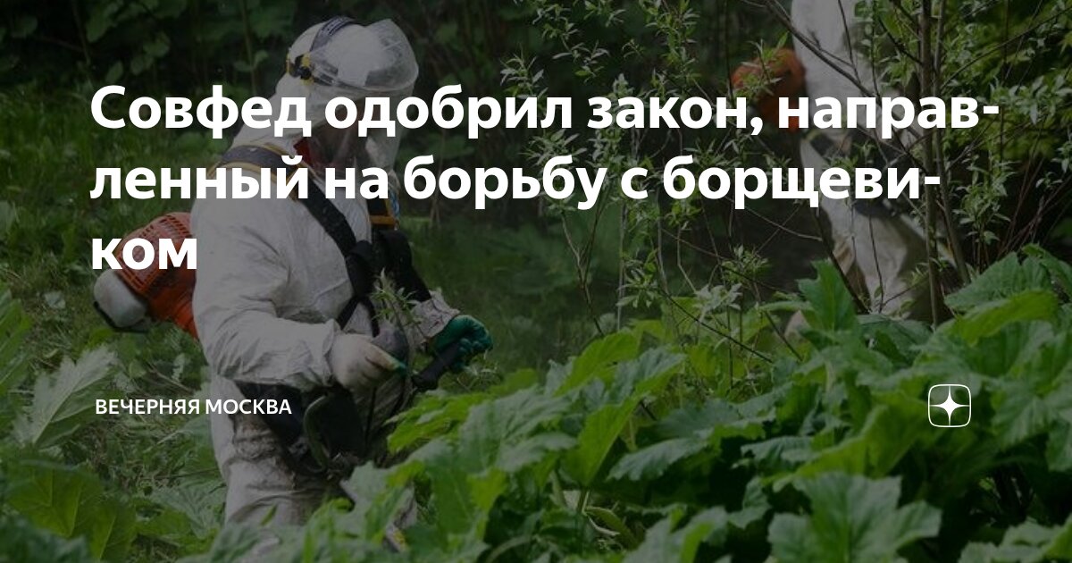 Preview Владельцы земель обязуются бороться с борщевиком: закон одобрен Совфедом
