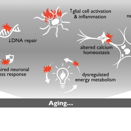Mechanism of Premature Brain Aging Revealed: The Role of Setd8 Gene