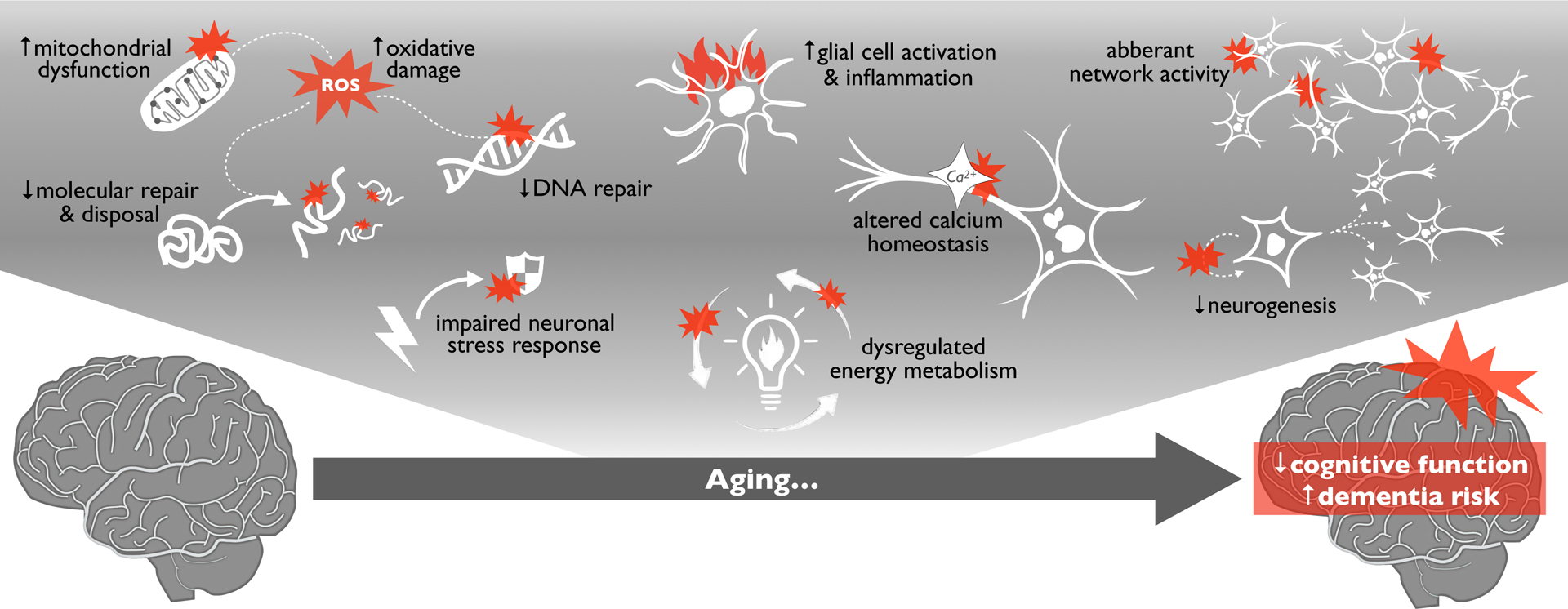 Preview Mechanism of Premature Brain Aging Revealed: The Role of Setd8 Gene