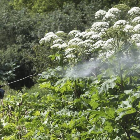Putin Signs Law on Mandatory Invasive Plant Control for Landowners