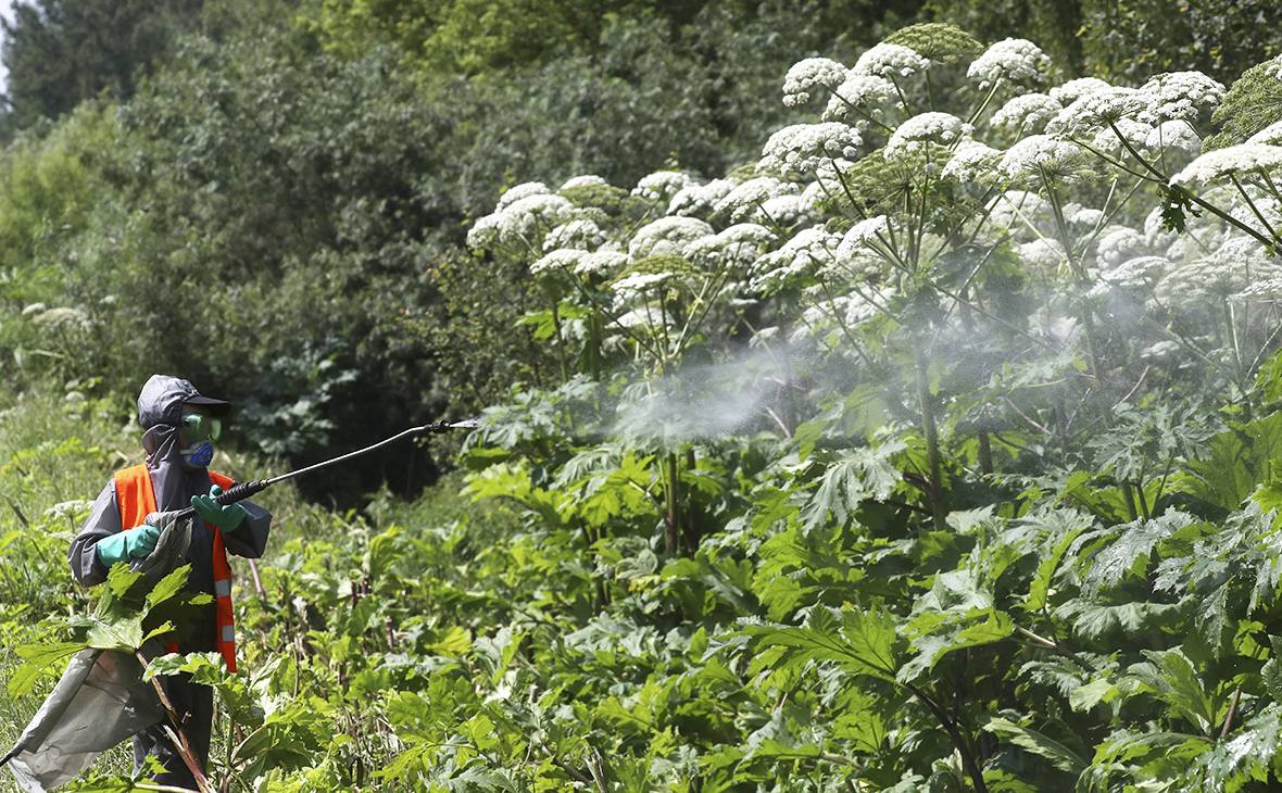 Preview Putin Signs Law on Mandatory Invasive Plant Control for Landowners