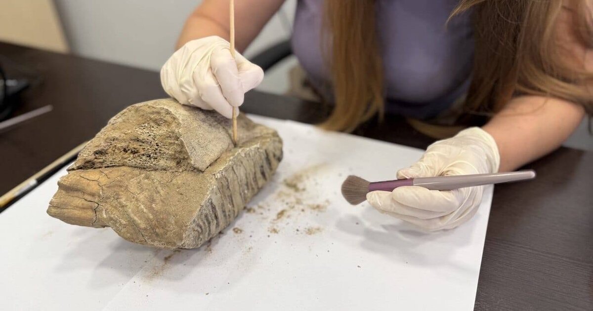 Preview Woolly Mammoth Molar Found in Central Nizhny Novgorod