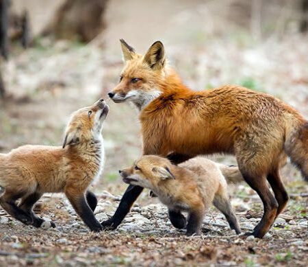 New Ban on Keeping Wild Animals in Russia: Foxes, Wolverines, and Dingoes Prohibited