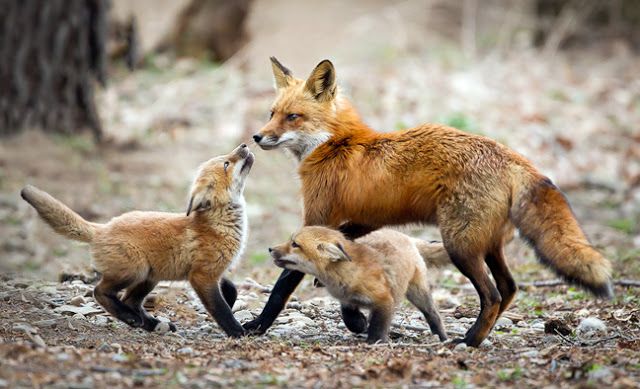 Preview New Ban on Keeping Wild Animals in Russia: Foxes, Wolverines, and Dingoes Prohibited