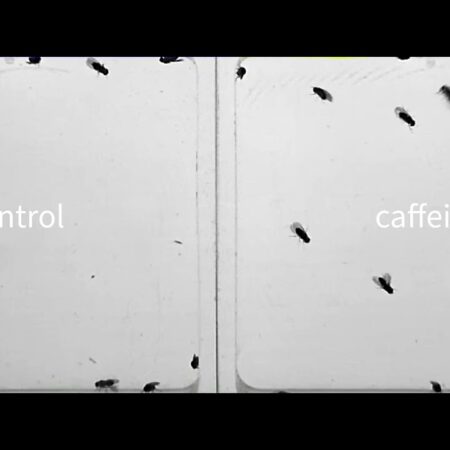 Nighttime Coffee: A Hidden Link to Increased Impulsivity Discovered