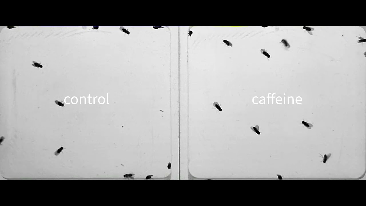 Preview Nighttime Coffee: A Hidden Link to Increased Impulsivity Discovered