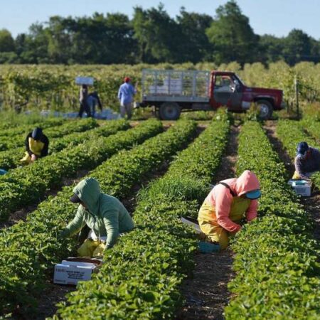 Significant Pension Supplement for Russian Rural Agricultural Workers in 2025