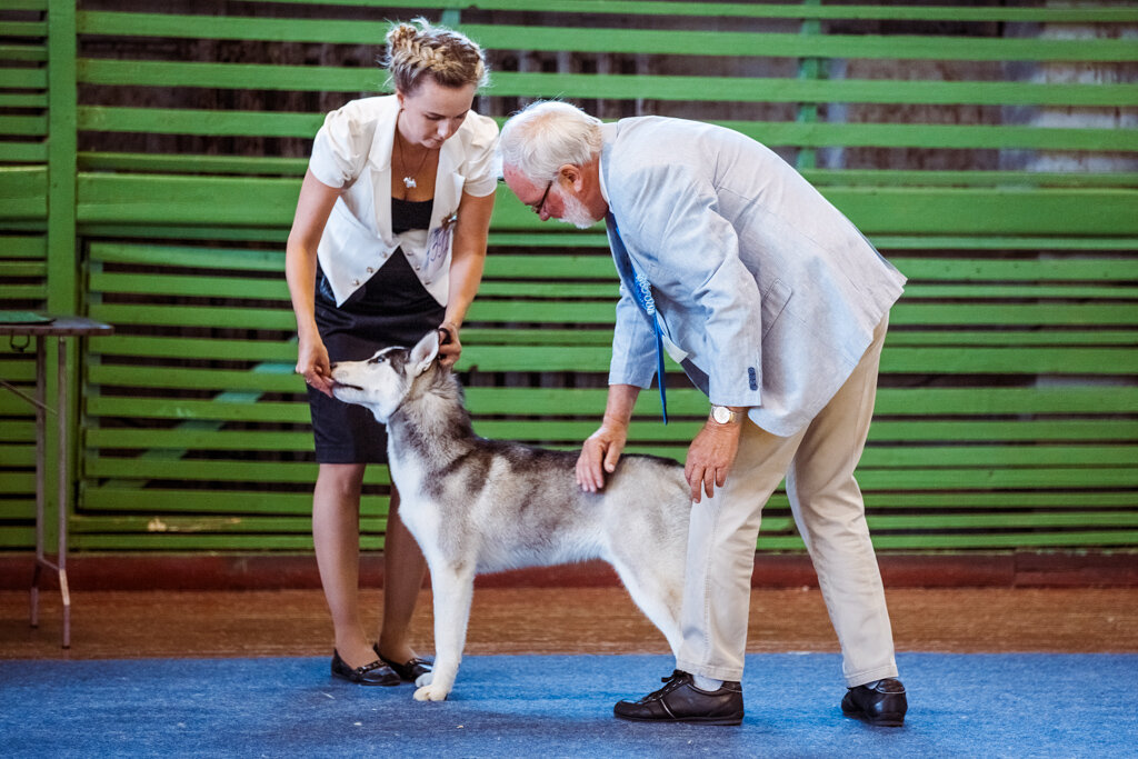 Preview Dog Expert Golubev: Canines Prefer Watching Sports and Nature Shows on TV