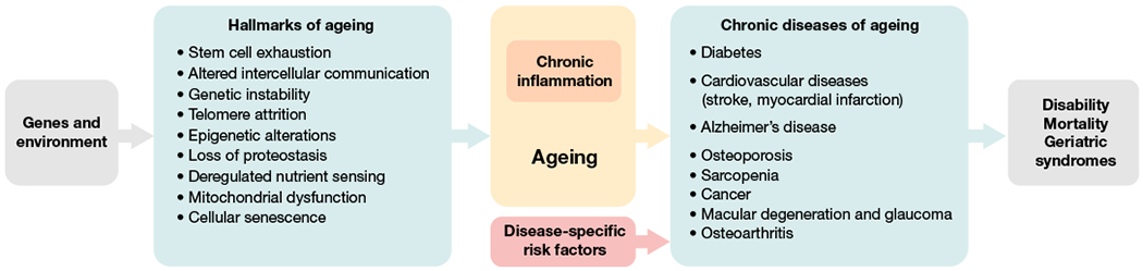 Preview Unexpected Factor of Premature Aging Discovered