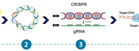 Революция в селекции: Малина будет храниться дольше благодаря новой CRISPR-технологии