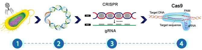 Preview Революция в селекции: Малина будет храниться дольше благодаря новой CRISPR-технологии