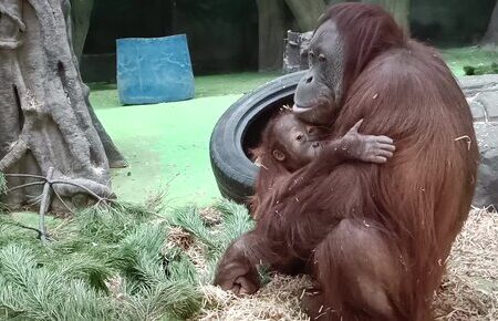 Moscow Zoo Announces Passing of 43-Year-Old Orangutan Sandokan