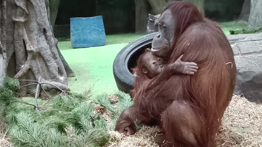 Preview Moscow Zoo Announces Passing of 43-Year-Old Orangutan Sandokan
