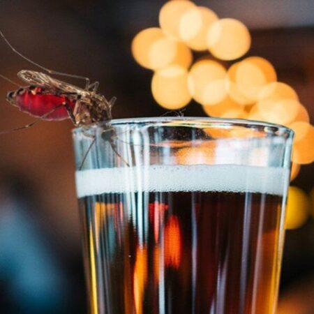 Неожиданная связь: Как пиво делает вас привлекательнее для комаров