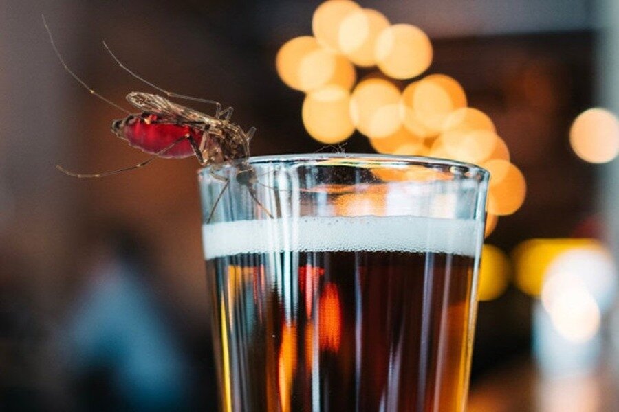 Preview Неожиданная связь: Как пиво делает вас привлекательнее для комаров