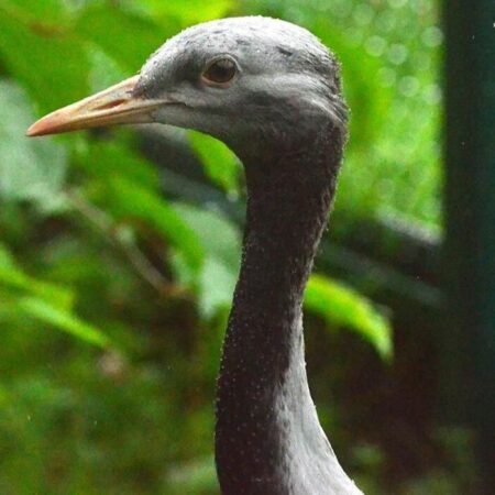 В Москве выбрали имена для птенцов краснокнижного журавля-красавки
