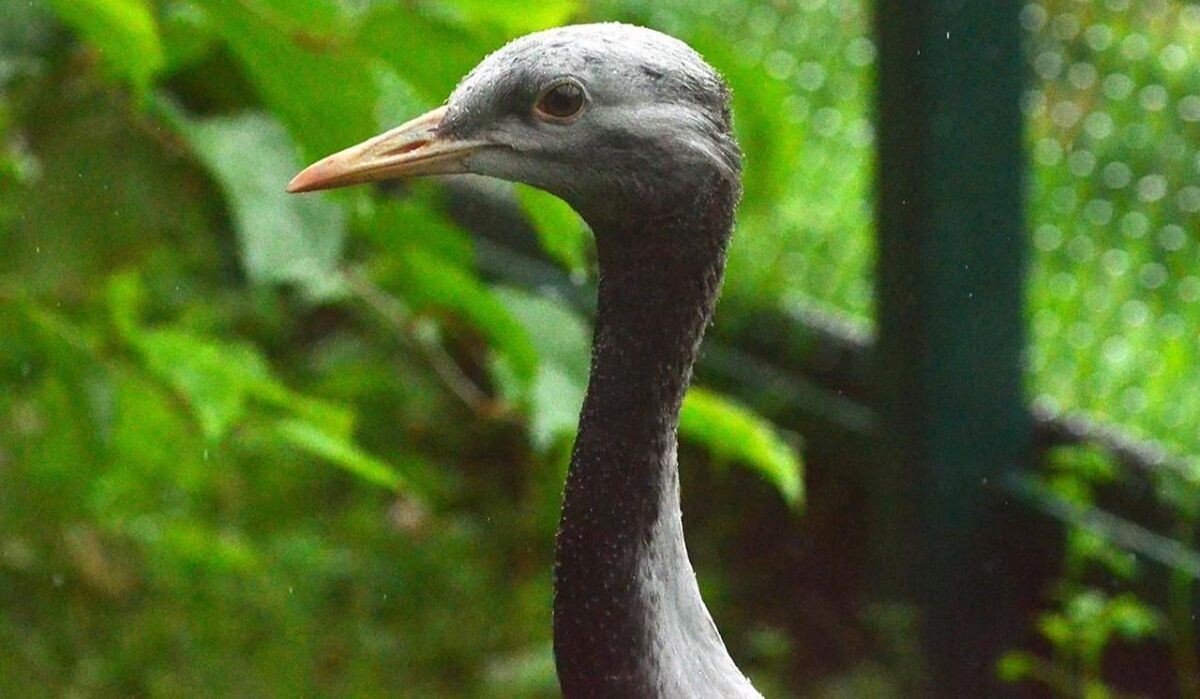 Preview В Москве выбрали имена для птенцов краснокнижного журавля-красавки