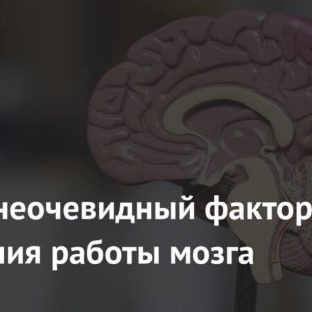 Неочевидный фактор ухудшения работы мозга: Фастфуд