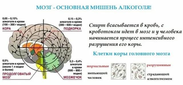 Preview Продукт, защищающий мозг от последствий алкоголя: Новые научные данные